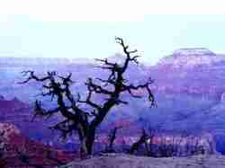 Grand Tree - Grand Canyon, USA