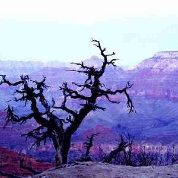 Grand Tree - Grand Canyon, USA